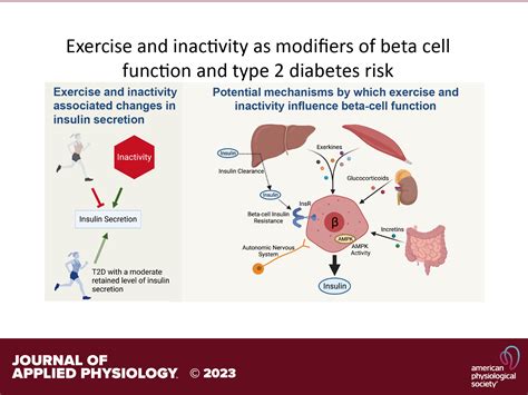 beta cells and diabetes|β Cell in Diabetes: Integrating Biomarkers With Functional .